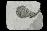 Crinoid (Pachylocrinus) Fossil - Crawfordsville, Indiana #130160-1